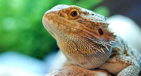 How To Care For A Bearded Dragon A Simple Bearded Dragon Care Guide