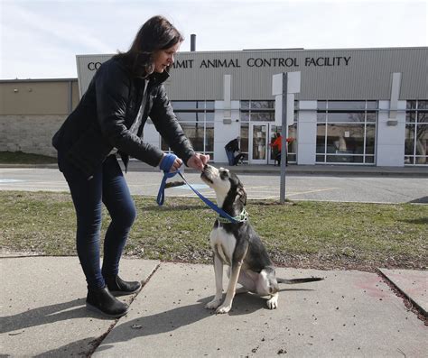 Check spelling or type a new query. Volunteers free dogs before Summit County pound closes to public - News - Akron Beacon Journal ...