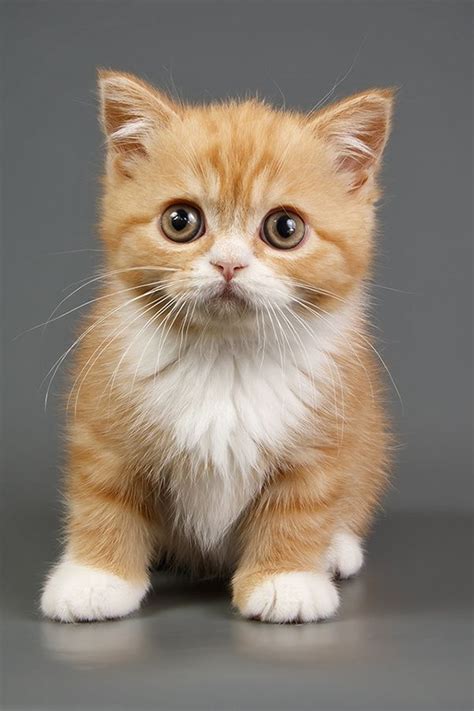 Cute Red Kitten 7 Pics With Other Cute Animals Kittens Cutest Cute