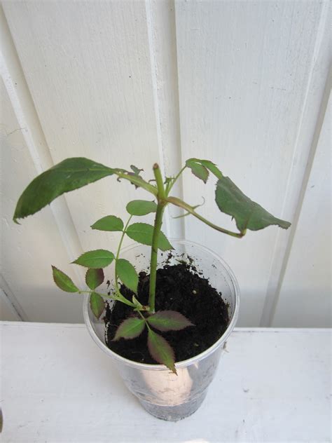 Thevictoriangardener Update On Rose Cuttings