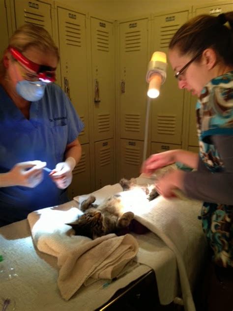 The incision itself and the removal of the ovaries and uterus can either be performed underneath the belly of the cat in what is known as a midline spay, or on the side, which is called a. Red Lake Rosie's Rescue: Mini-Clinic follow-up