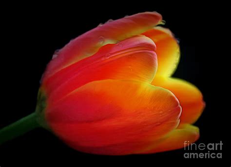 The Fire Within Photograph By Krissy Katsimbras Fine Art America