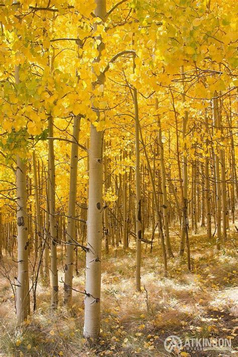 Yellow Aspen Autumn Fall Pictures Beautiful Tree Beautiful Nature