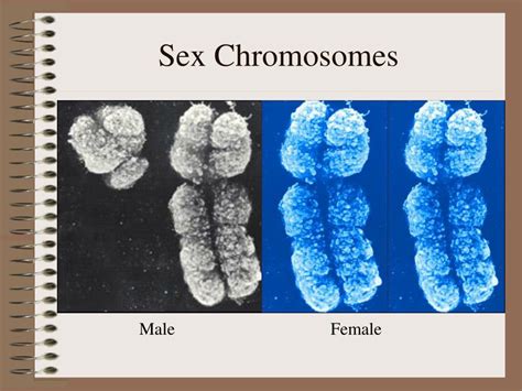 Ppt Chromosomes Powerpoint Presentation Free Download Id 39746 Free