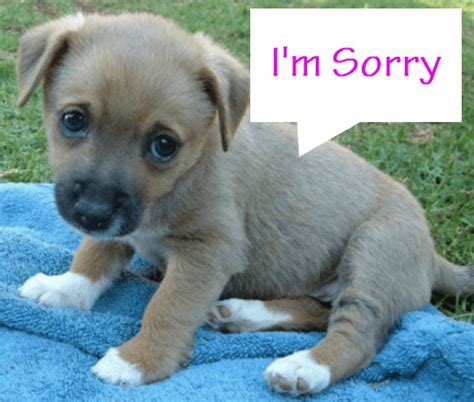 Im Sorry Puppy Face