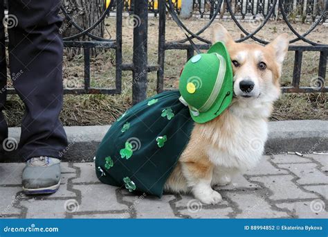 Corgi Dog At Saint Patrick`s Day Celebration In Moscow Editorial