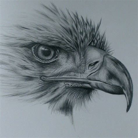 Eagle Drawing In Pencil Pencil Drawings Of Animals Eagle Drawing