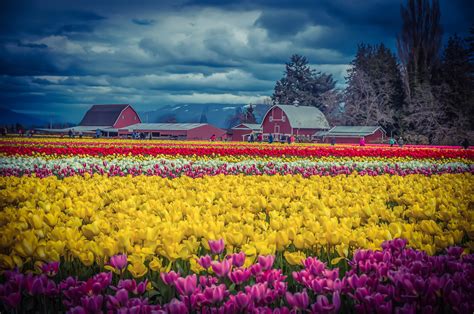 Mt Vernon Washington The Tulips Are Blooming Nicely Pics