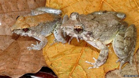 New Fanged Frog Gives Birth To Tadpoles Bbc News