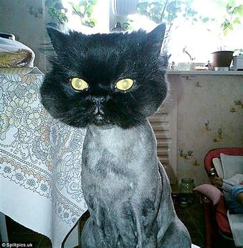 Pets That Have Been Subjected To Very Wacky Haircuts Daily Mail Online