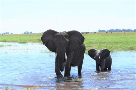 Challenges And Success Stories Of Elephants In Malawi 1 2 Travel Africa