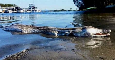 Mysterious Sea Monster Washes Ashore In Australia