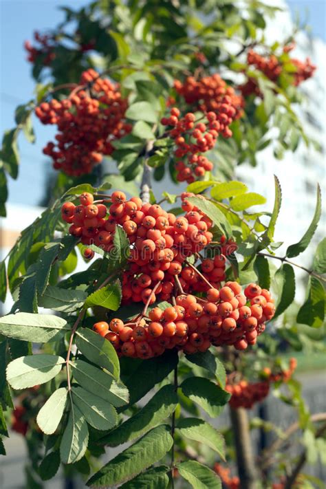 Many Rowanberries Hangs On Green Banches Closeup Stock Image Image Of