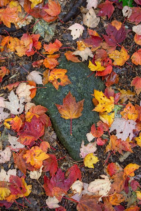 Maple Leaf Fall Foliage On Rocks • Free Nature Stock Photo