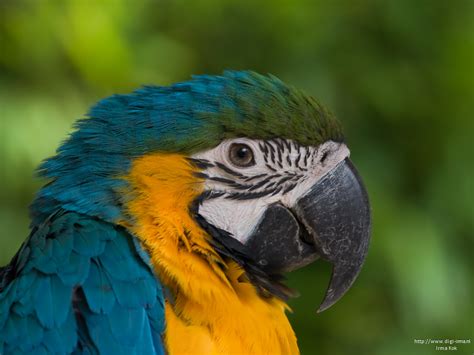 Самые новые твиты от pepegaaim (@thedummybadkid): Irma's Natuurbeleving: Papegaai / Parrot