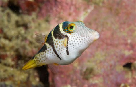 Pufferfish Profiles Facts Information And Pictures
