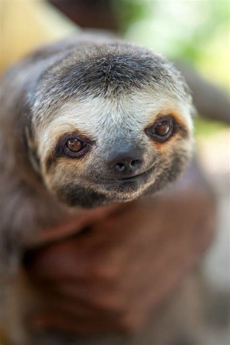 Sloth Love Chunk Cute Sloth Baby Otters Felt Animals Cute Animal