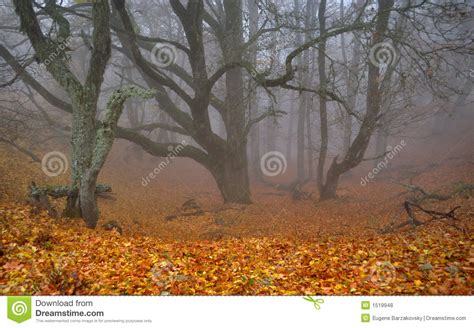 Foggy Ravine In Autumn Forest Stock Photo Image Of Foggy Forest 1519948
