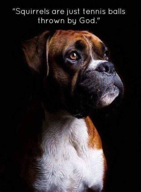 Dog Quote Funny Boxer Boxer Dog Boxer Puppy Boxer Love Funny Dogs