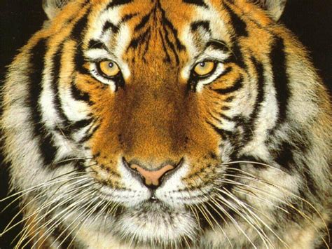 Tiger Face Wallpapers 4k Hd Tiger Face Backgrounds On Wallpaperbat