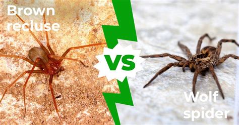 Wolf Spider Vs Brown Recluse Five Main Differences Explained A Z Animals