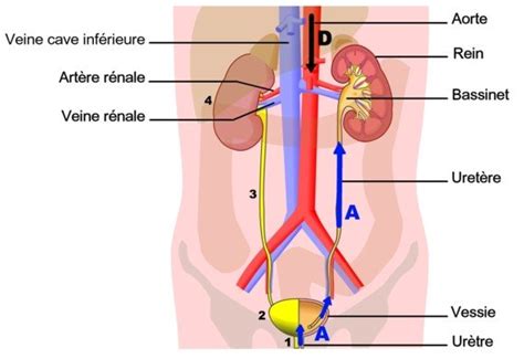 Découvrez les causes, symptômes et traitements des cystites. Physiopathologie des infections urinaires ...