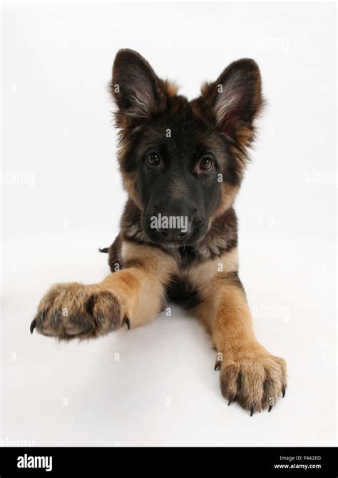 German Shepherd Dog Bitch Pup Coco 14 Weeks Old With Raised Paw