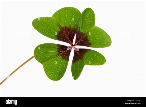 Clover Leaf Shape Hi Res Stock Photography And Images Alamy