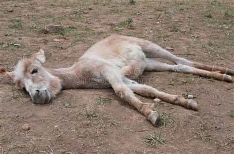 Cute Tired Donkey Farm Stock Photos Free And Royalty Free Stock Photos
