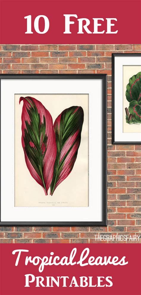 11 Free Tropical Leaves Drawings The Graphics Fairy