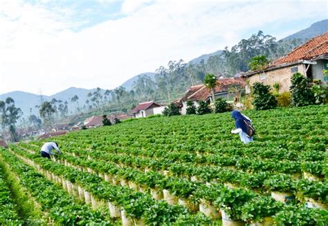Agrowisata Kebun Stroberry Gunung Lompong Purbalingga Travelling Indonesia