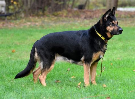 Doberman Rottweiler German Shepherd Mix Black Labrador Dog