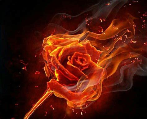 Rose In Flames Rose On Fire Burning Rose Burning Flowers