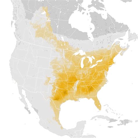 Eastern Phoebe Abundance Map Pre Breeding Migration Ebird Status