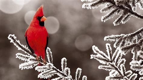 Winter Cardinal Desktop Wallpapers Top Free Winter Cardinal Desktop