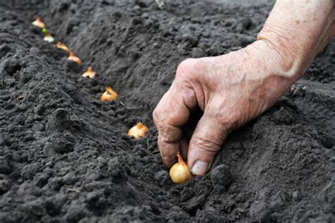 How to Start a Vegetable Garden | Pineca.com