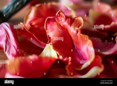 Red And Pink Tulip Leaves And Blossom Draped Stock Photo Alamy