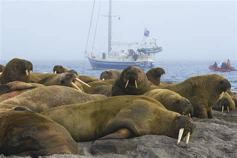 What Is A Walrus Walrus Habitat And Behavior Wild Focus Expeditions