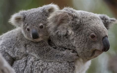 Explore liddyahh's photos on flickr. 48+ Baby Koala Wallpaper on WallpaperSafari