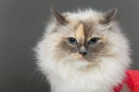 Long Haired Cat Breeds Purrfectcatbreeds