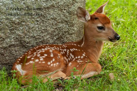 White Tailed Deer Fawn Flickr Photo Sharing