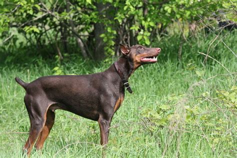 Doberman Pinscher From Playful Puppy To Devoted Dog Hubpages