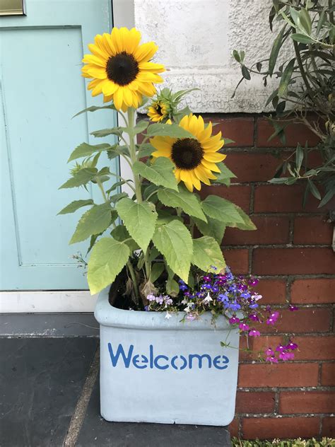 Sunflowers in pots ? in 2021 | Dwarf sunflowers, Growing sunflowers, Garden makeover