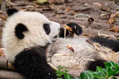 Giant Panda Bear In China Stock Photo Image Of Giant 125997634