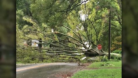 As Rain Moves In So Does Concern About Toppling Trees