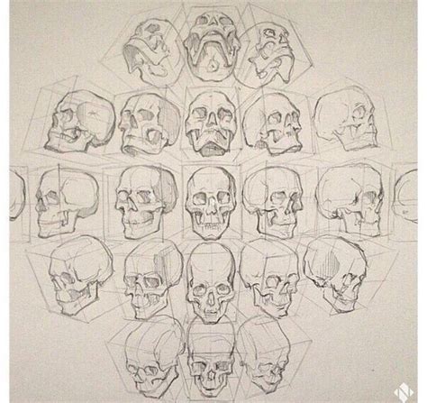 Portrait Mastery Skeleton Drawings Drawing Heads Figure Drawing
