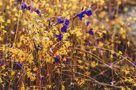 Wild Flowers Thailand Free Stock Photo Public Domain Pictures