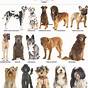 Dog Breed Size Chart