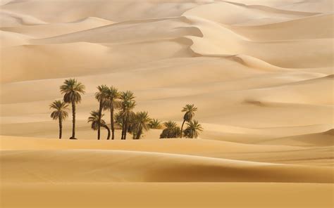 3840x2400 Resolution Trees In Desert Dune Photography Uhd 4k 3840x2400