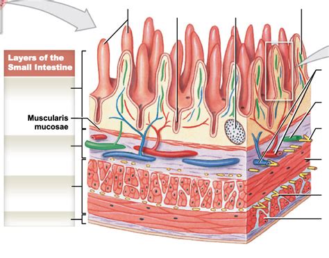 The Organization Of Villi And The Intestinal Glands Diagram Quizlet
